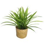 Planta-artificial-con-maceta-d165x40-cm-0