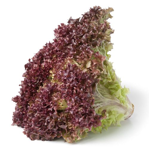 Lechuga Morada