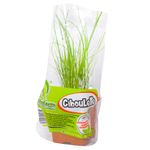 Ciboulette-Maceta-0