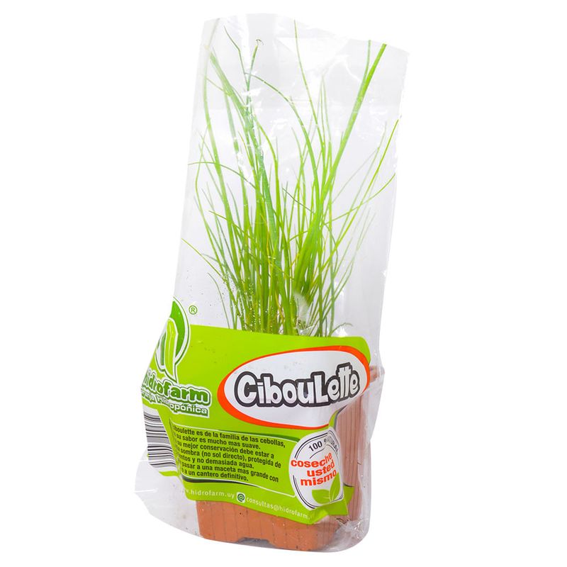 Ciboulette-Maceta-0