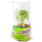 Albahaca-Maceta-1