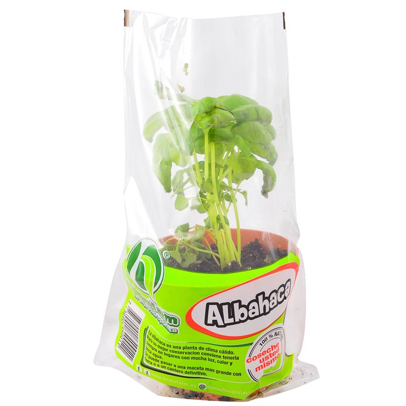 Albahaca-Maceta-1