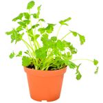 Cilantro-Maceta-0
