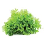 Lechuga-crespa-hidroponica-hidrovida-0