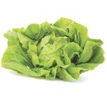 Lechuga-mantecosa-hidroponica-Hidrovida-0