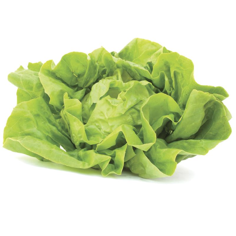 Lechuga-mantecosa-hidroponica-Hidrovida-0