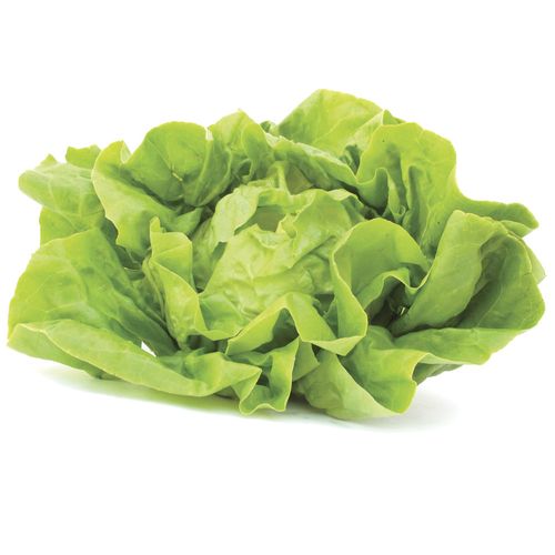 Lechuga orgánica
