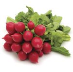 Rabanito-organico-0