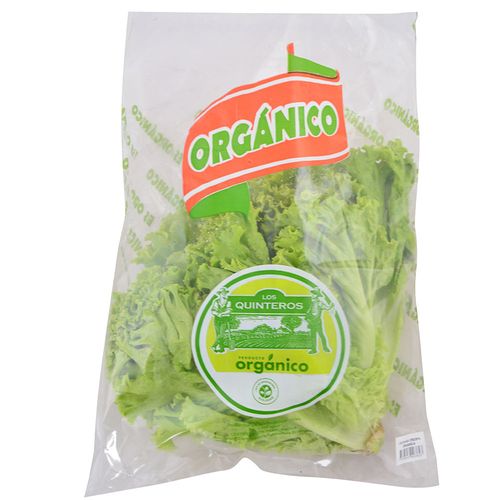 Lechuga crespa orgánica