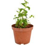 Menta-maceta-0