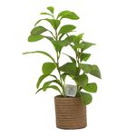 Planta-Artificial-Peperomia-37-cm-con-maceta-0