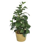 Planta-artificial-con-maceta-165x51-cm-0
